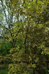 Fototapeta premium 가을 풍경