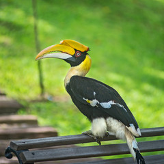 hornbills