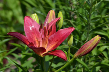 Fototapeta premium Lily cherry color and large buds