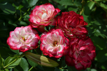 Bright rose on a green background. Summer garden.