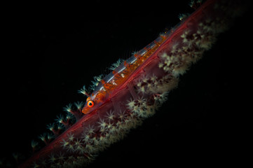 A whip-coral goby (Bryaninops yongei) hides on a Sea Pen (Pennatulacea) on the Angel's Window dive site, Lembeh Straits, North Sulawesi, Indonesia