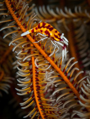 A crinoid shrimp (Periclemenes ambionensis) hides on its host crinoid (Feather Stars: Crinoidea) , Nudi Retreat 1 dive site, Lembeh Straits, Indonesia