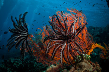Feather Stars (Crinoidea) cling on to  Gorgonian fan corals, Gili Air, Gili Islands, Indonesia