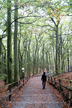 Poland, Misdroy, man walking in beech forest