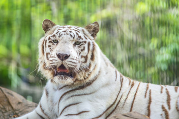 White Tiger