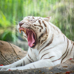 Bengal tiger