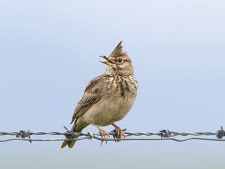 Crested lark (Galerida cristata)