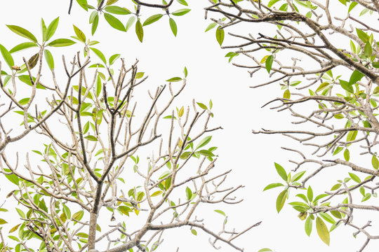 Plumeria tree (frangipani) - Leaves isolated on white background.