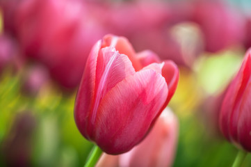 Beautiful pink tulips