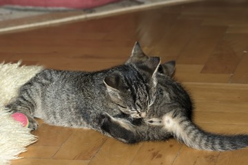 little tabby kittens at play