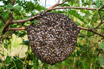 Honey bee in comb on tree