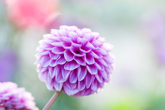 Purple Dahlia Close-up