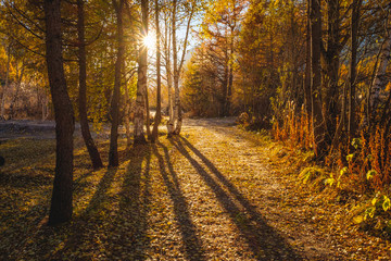Sun through the trees forest in autumn, long shadows and leaves on the ground