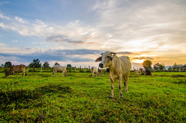 Farm cow on sunrise
