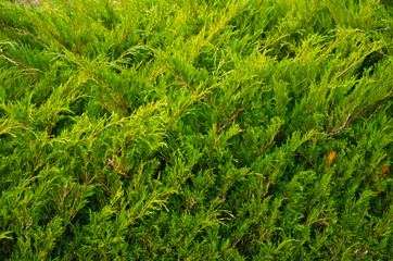Green juniper bushes in a city park