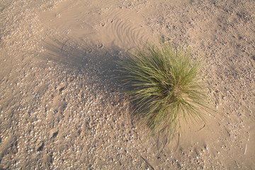 Dune grass surrounded by shells,  view from above 