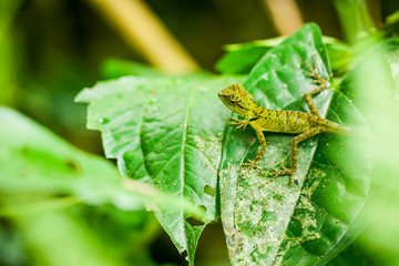 little lizard on the green leaf