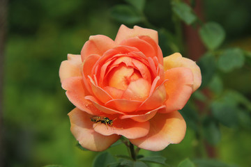 Wasp on the flower rose. Rose after the rain.