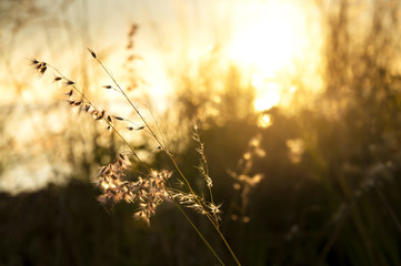 Close-up dried flowers on a sunrise with orange sky. Shallow depth of field. Summer background concept.