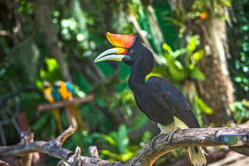 Rhinoceros Hornbill © Panthat Sitdatvirade