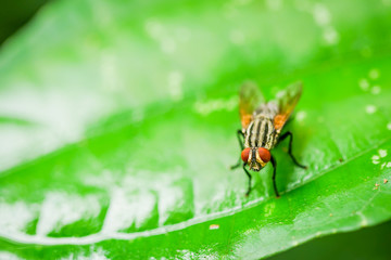 fly on  the green leaf