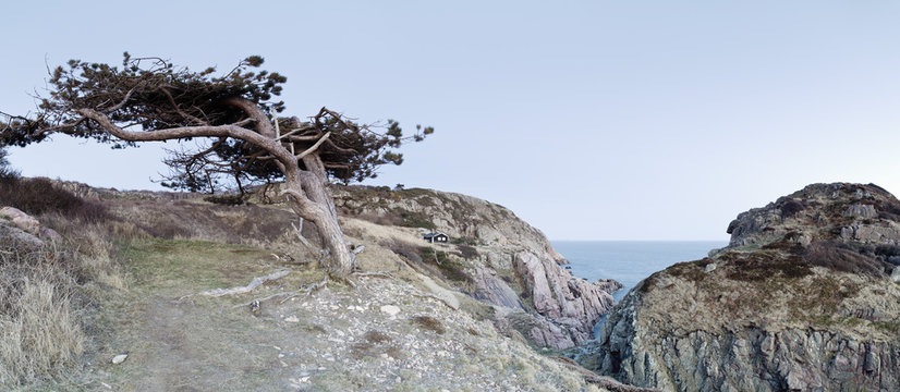 Tree growing on mountain against clear sky at Kullaberg