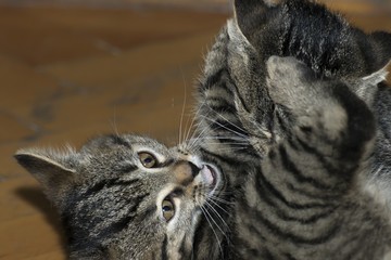 little tabby kittens at play
