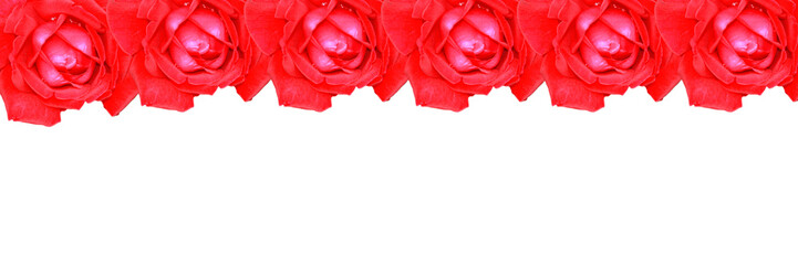 Czerwone róże