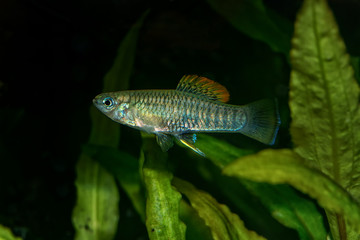 Portrait of livebearer fish (Brachyrhaphis roseni) in aquarium