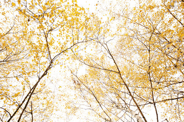  Different views of autumn scenery