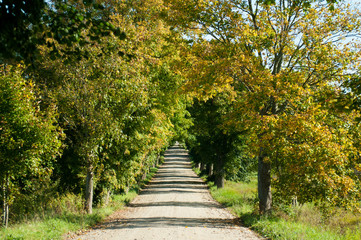 Fototapeta na wymiar Road in forest in autumn