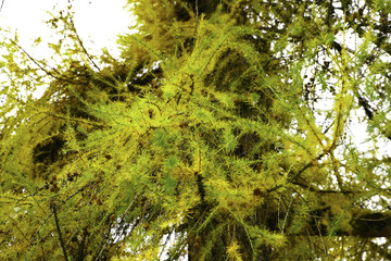  Different views of autumn scenery