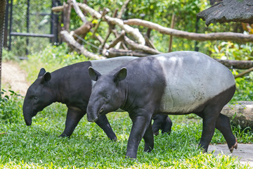 Tapirus