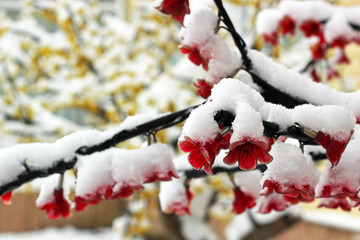 Flowers of artificial tree covered in snow. Christmas theme