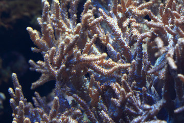 detail of coral sea