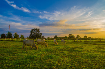 Obraz premium Farm cow on sunrise