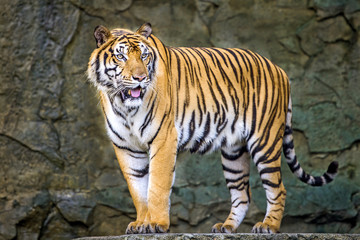 Plakat Tiger