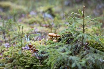 Naklejka na ściany i meble Mushrooms next to a small spruce tree