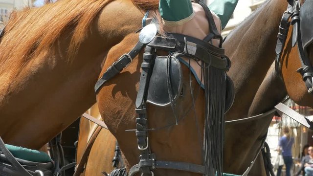 Close up shot of two brown horses wearing harness.
