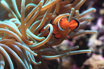 Clown Anemonefish as nemo fish
