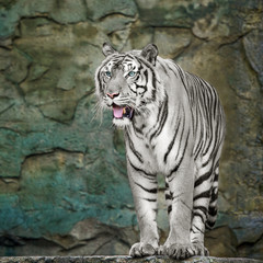 White Tiger