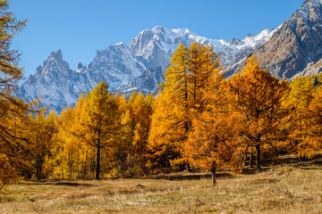 Fototapeta premium Mont Blanc, autumn colors larches forest with blue sky, Ferret valley, Aosta Valley, italian alps, Italy