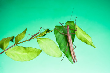 Phobaeticus Males are smaller than females
