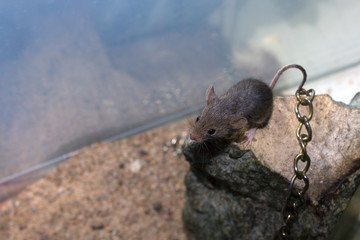 Mouse on a rock with a chain