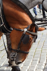 Tête de cheval attelé © oceane2508