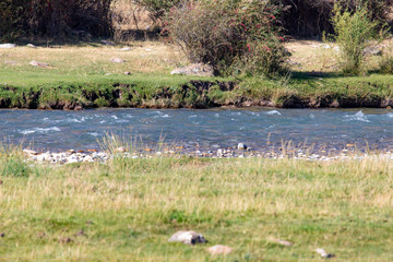small river in nature