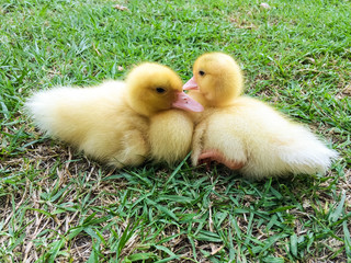Yellow ducklings sitting.