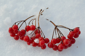 red berry on the snow