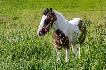 foal graze on green meadow