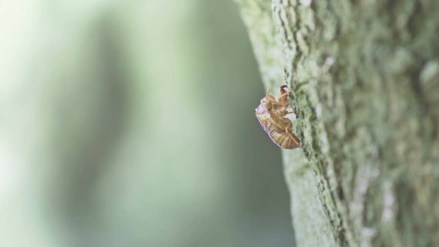蝉の成長、季の幹で羽化